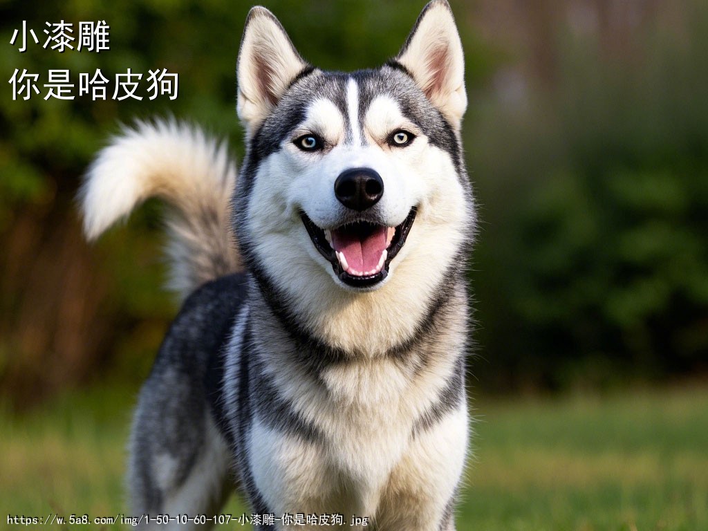 小漆雕你是哈皮狗搞笑图片