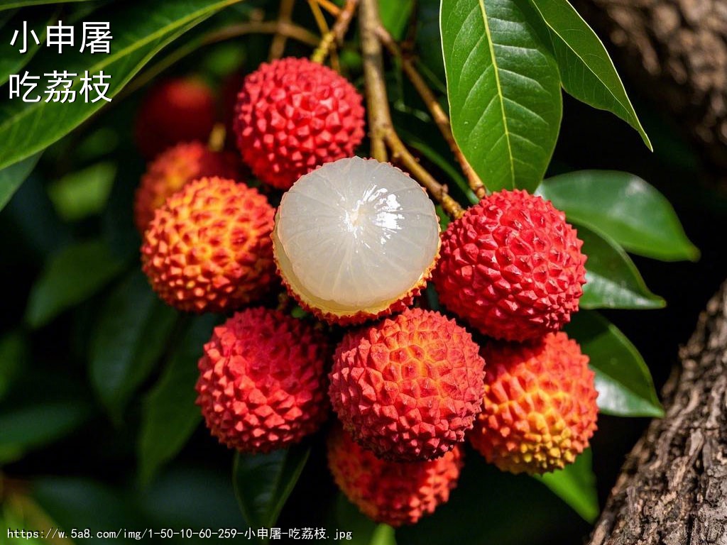 小申屠吃荔枝搞笑图片