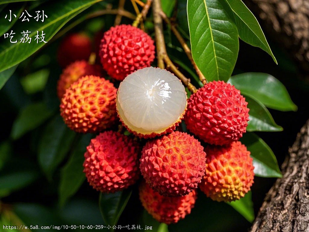 小公孙吃荔枝搞笑图片