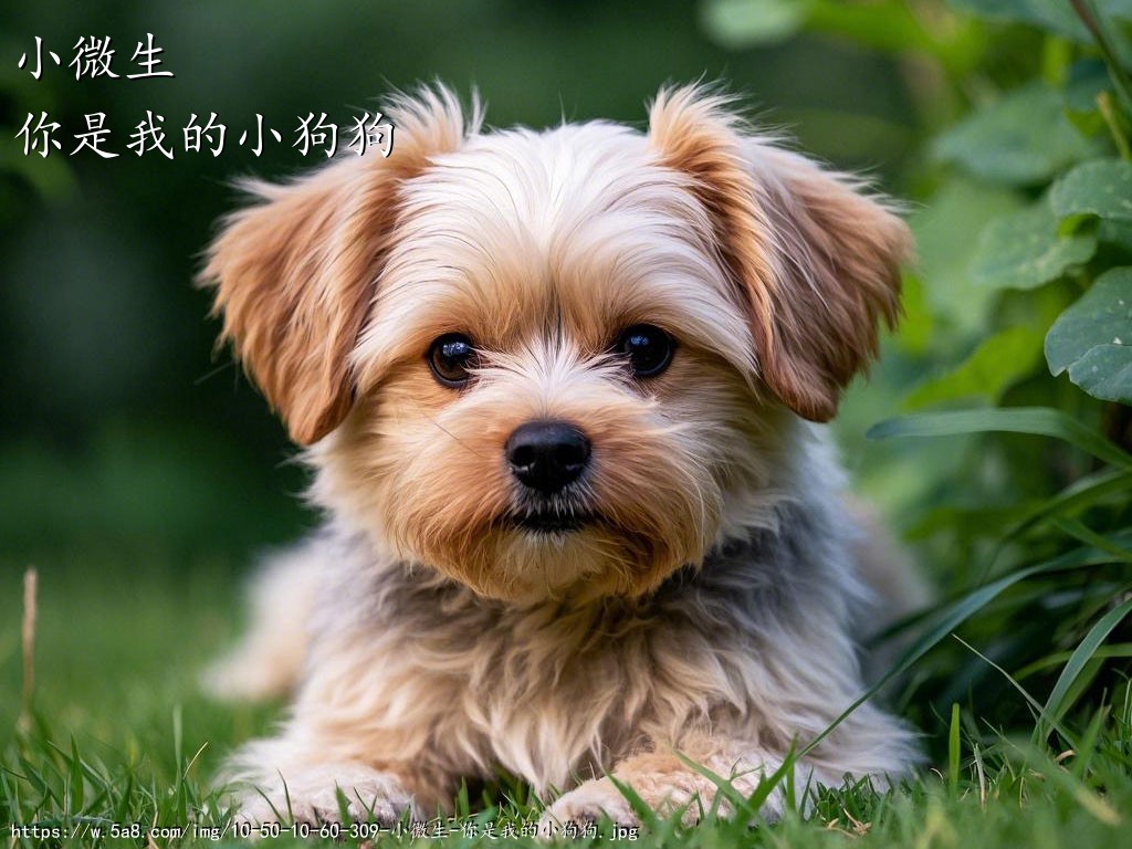 小微生你是我的小狗狗搞笑图片
