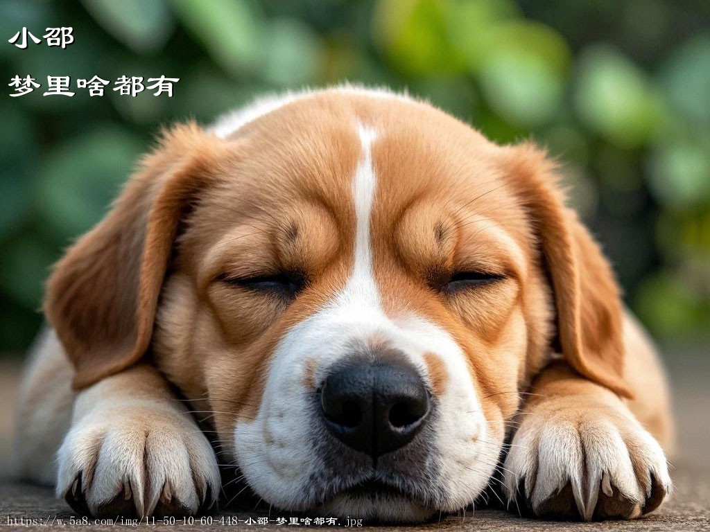 小邵梦里啥都有搞笑图片