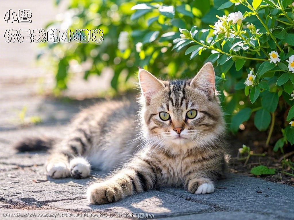 小暨你是我的小猫咪搞笑图片