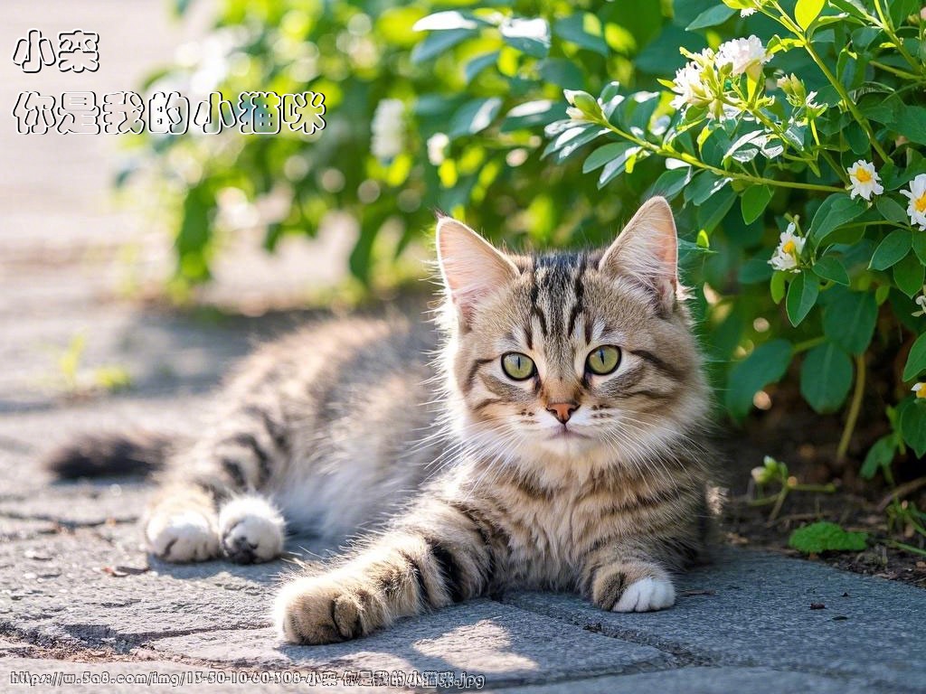 小栾你是我的小猫咪搞笑图片