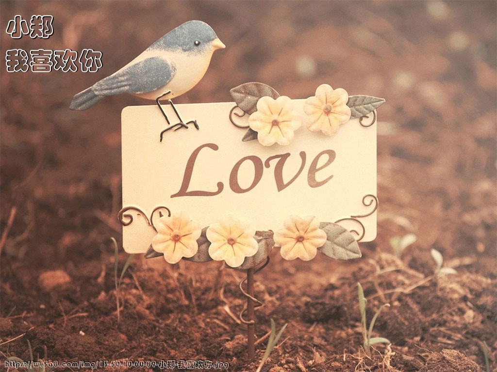 小郑我喜欢你搞笑图片