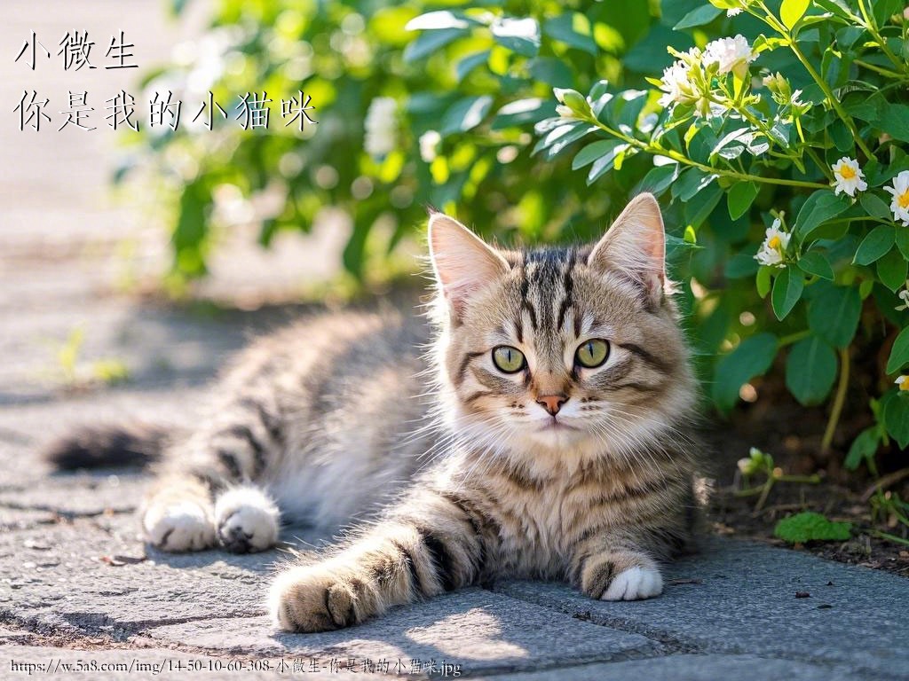 小微生你是我的小猫咪搞笑图片