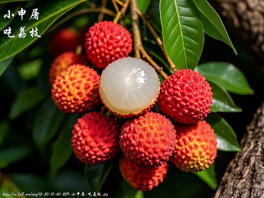 小申屠吃荔枝搞笑图片