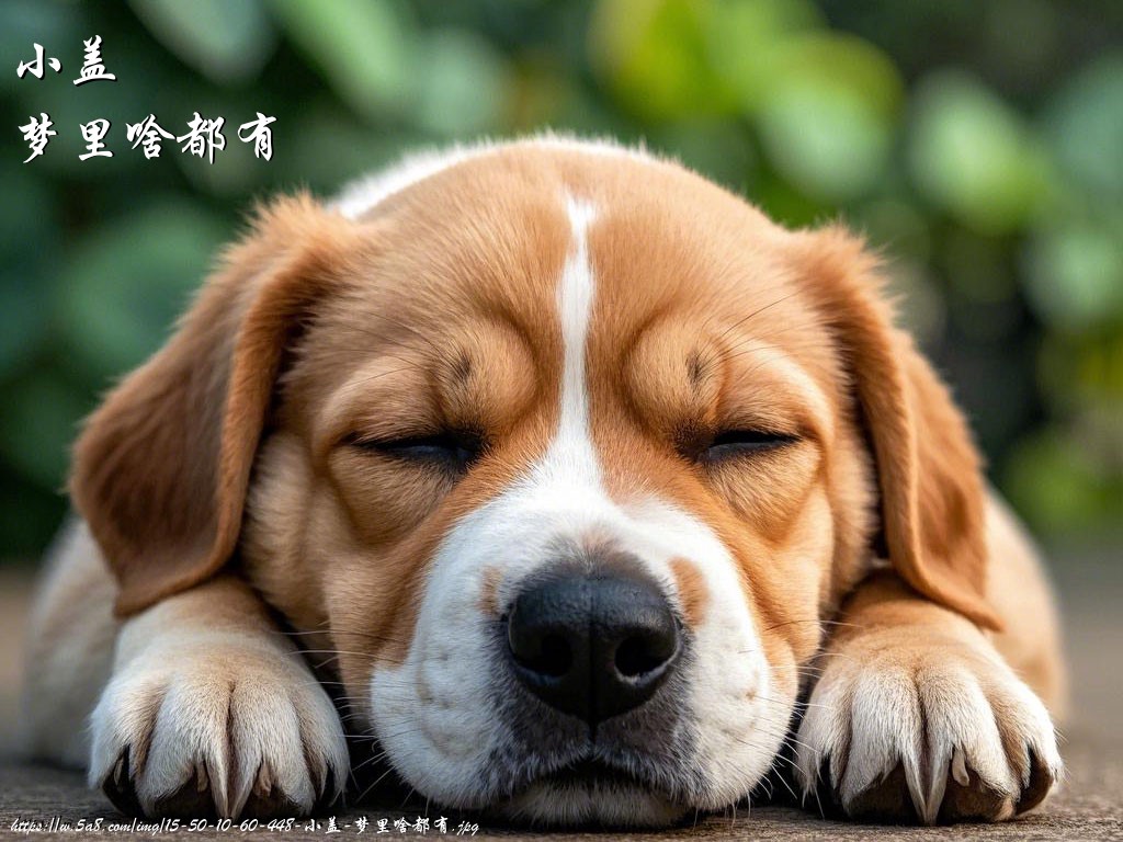 小盖梦里啥都有搞笑图片