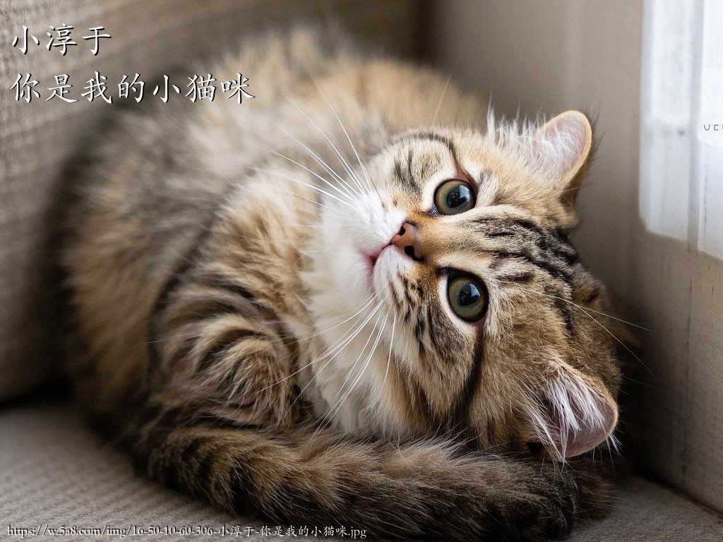 小淳于你是我的小猫咪搞笑图片