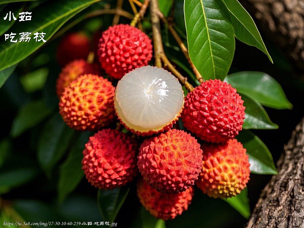 小茹吃荔枝搞笑图片