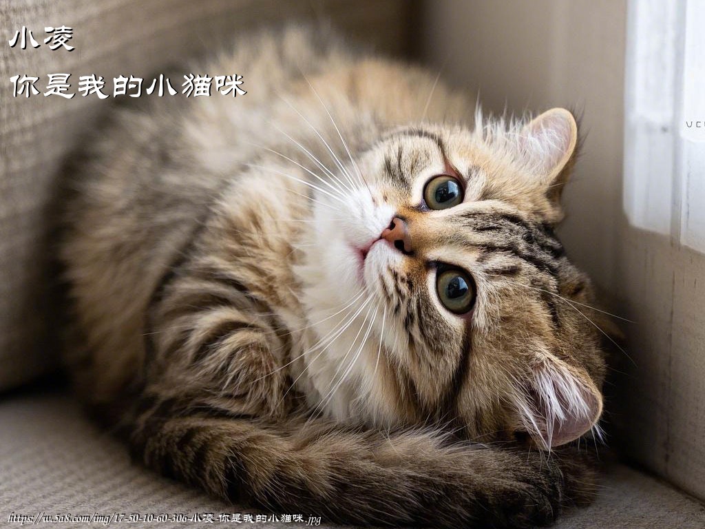 小凌你是我的小猫咪搞笑图片