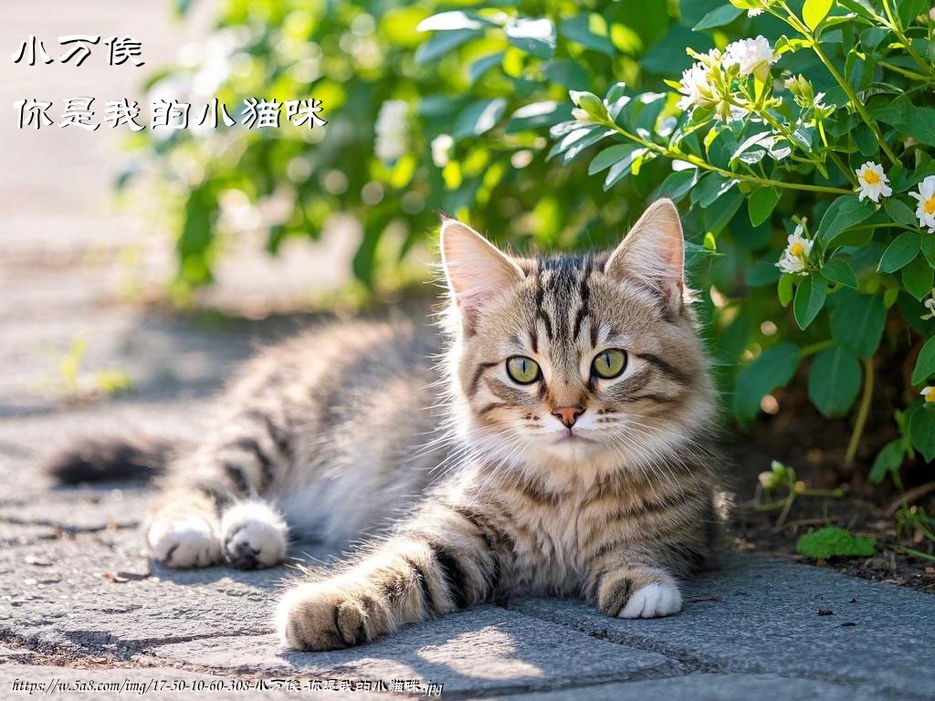 小万俟你是我的小猫咪搞笑图片