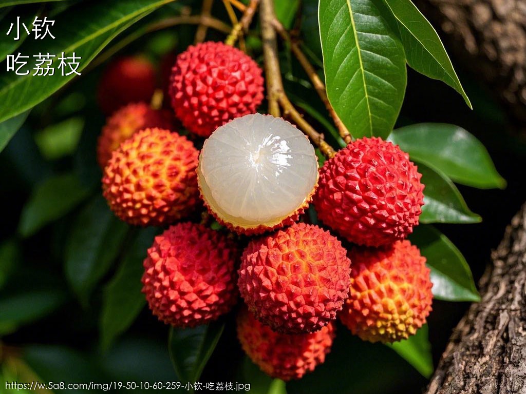 小钦吃荔枝搞笑图片