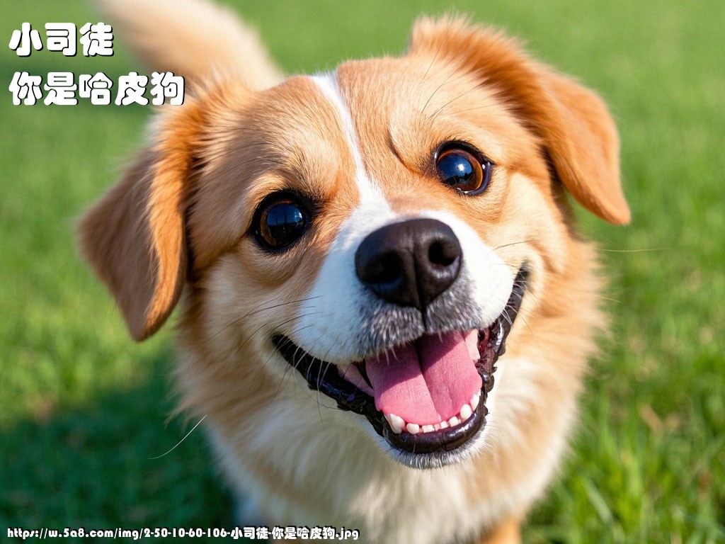 小司徒你是哈皮狗搞笑图片