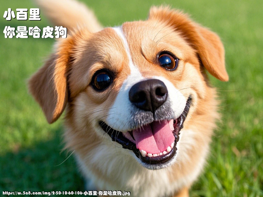 小百里你是哈皮狗搞笑图片