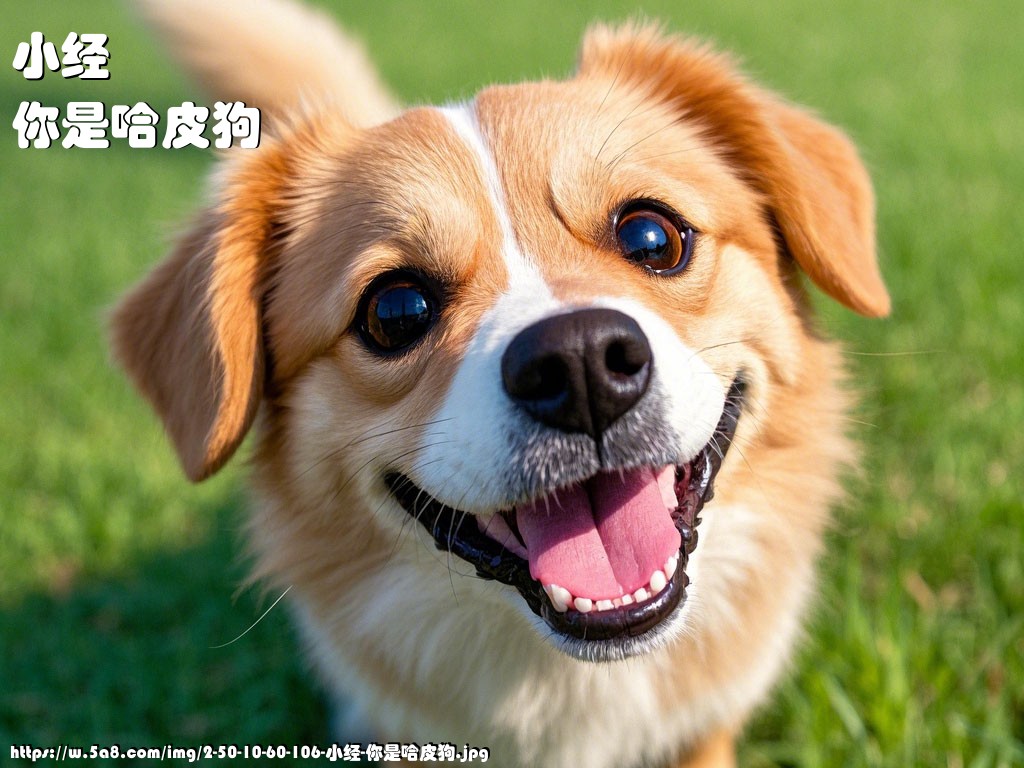 小经你是哈皮狗搞笑图片