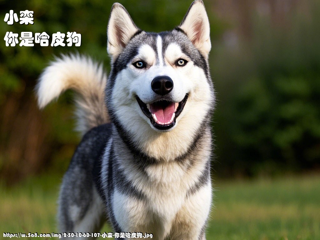 小栾你是哈皮狗搞笑图片