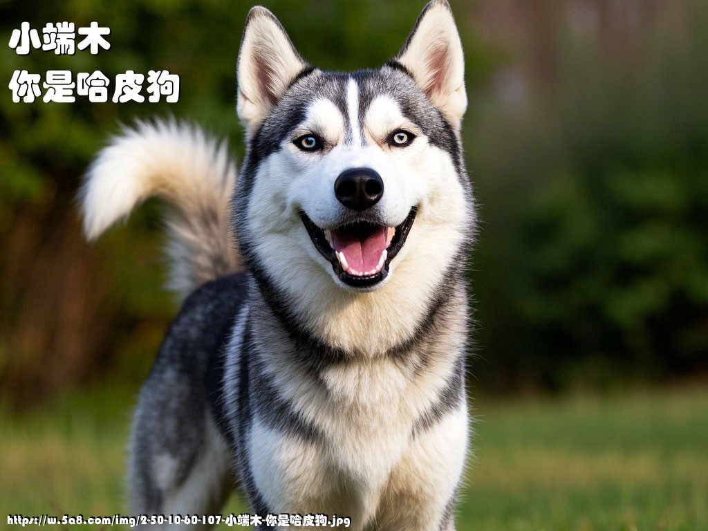 小端木你是哈皮狗搞笑图片