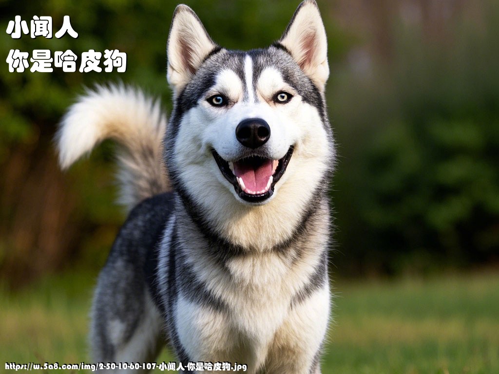 小闻人你是哈皮狗搞笑图片