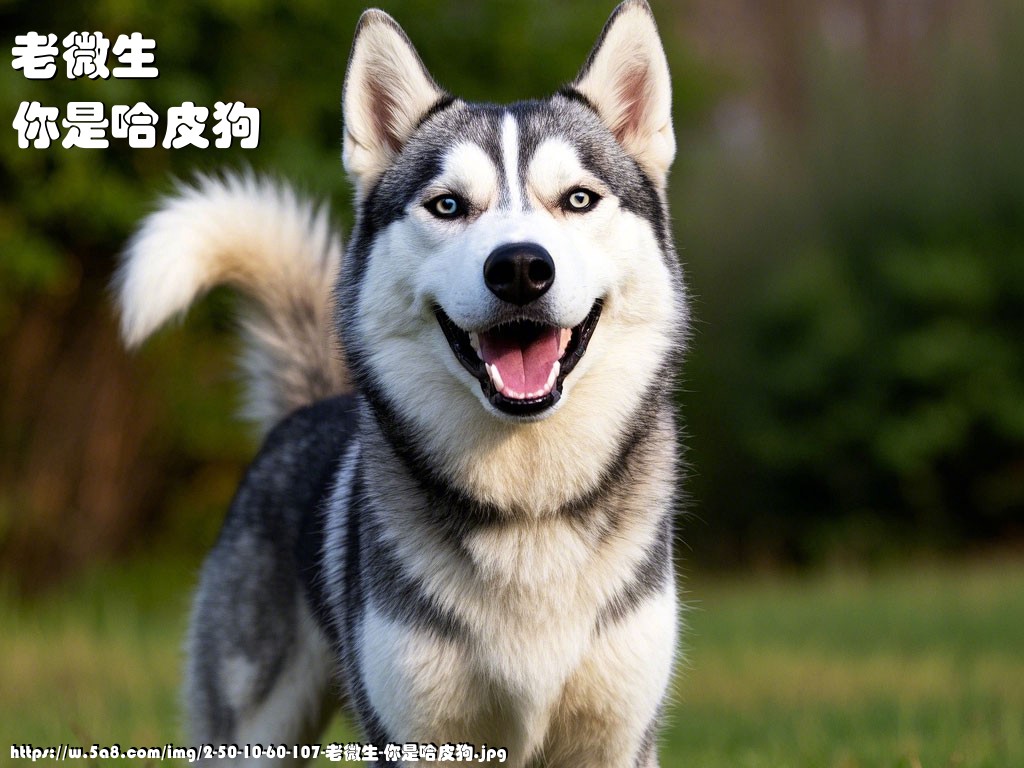 老微生你是哈皮狗搞笑图片