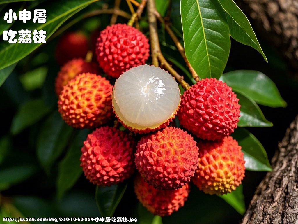 小申屠吃荔枝搞笑图片