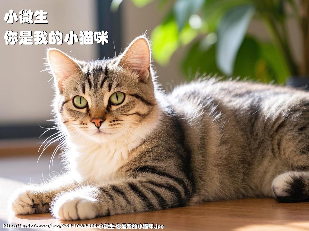 小微生你是我的小猫咪搞笑图片