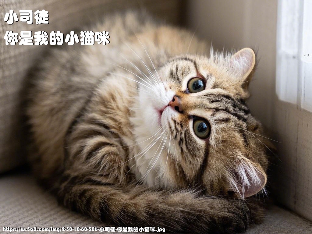 小司徒你是我的小猫咪搞笑图片