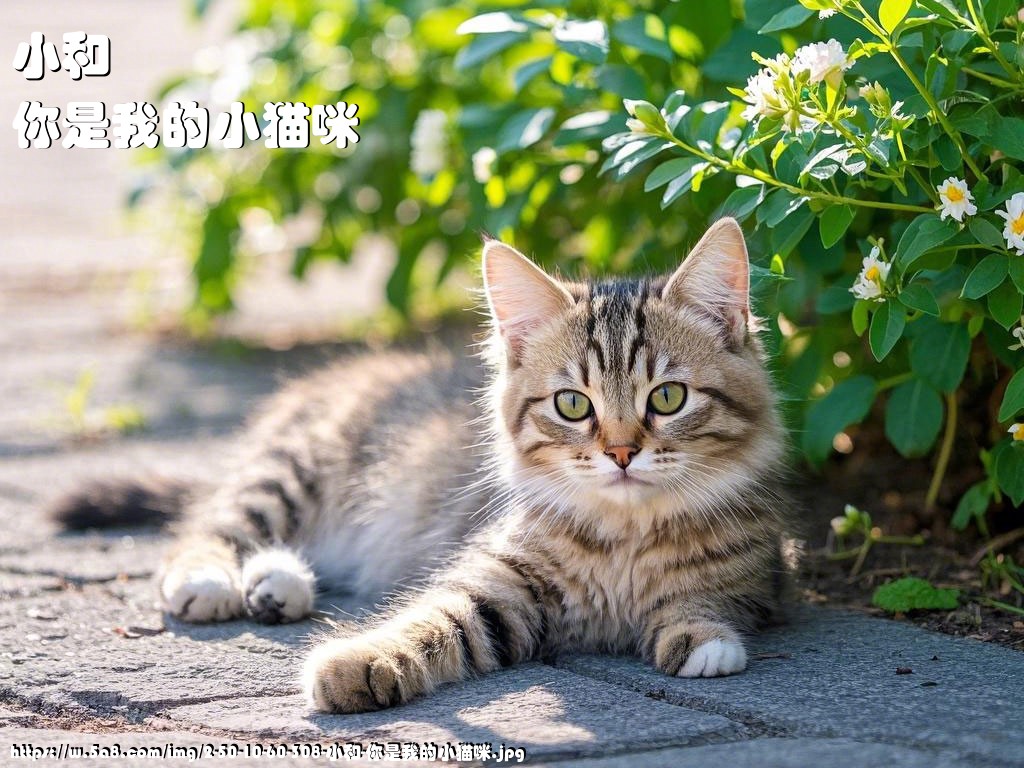 小和你是我的小猫咪搞笑图片