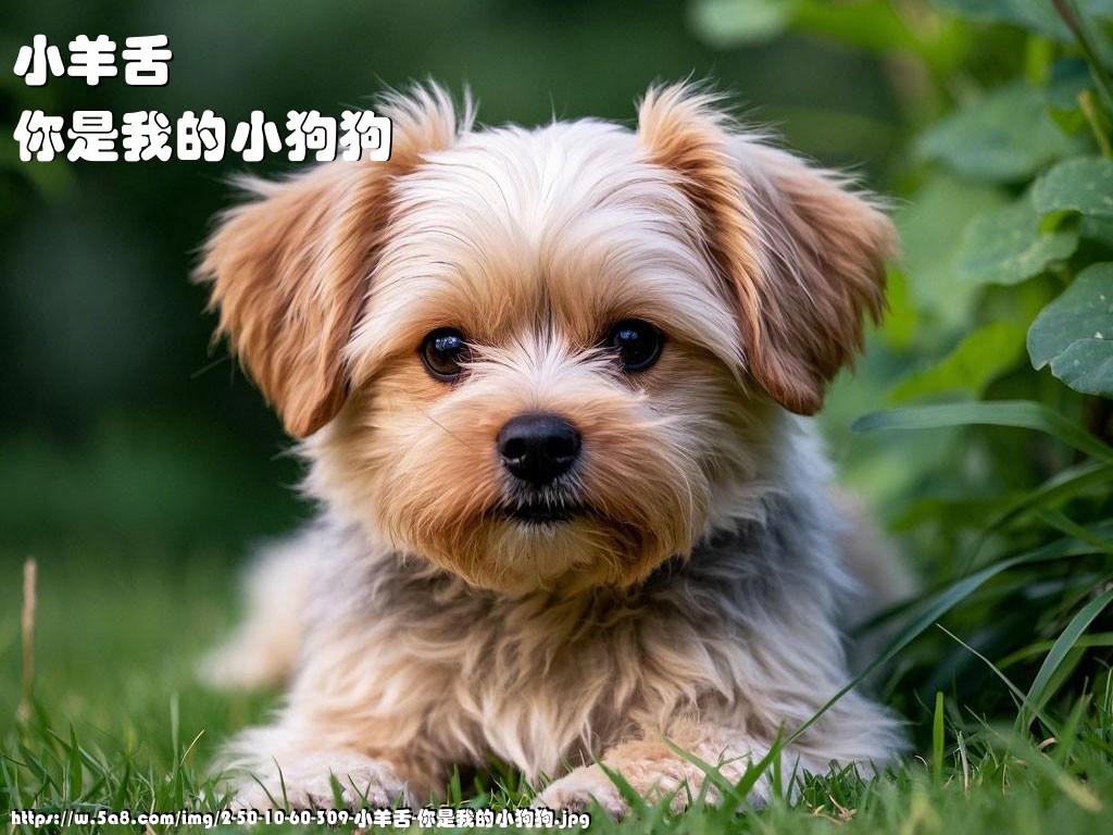 小羊舌你是我的小狗狗搞笑图片