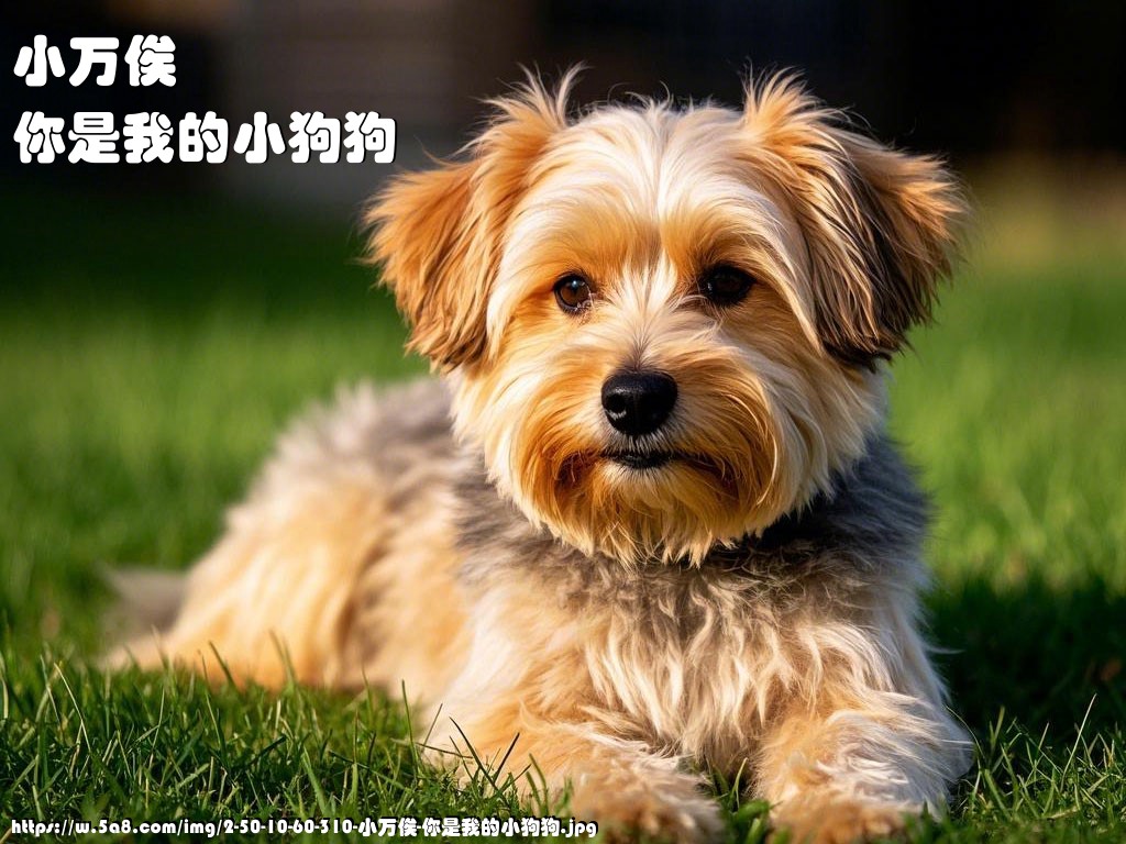 小万俟你是我的小狗狗搞笑图片
