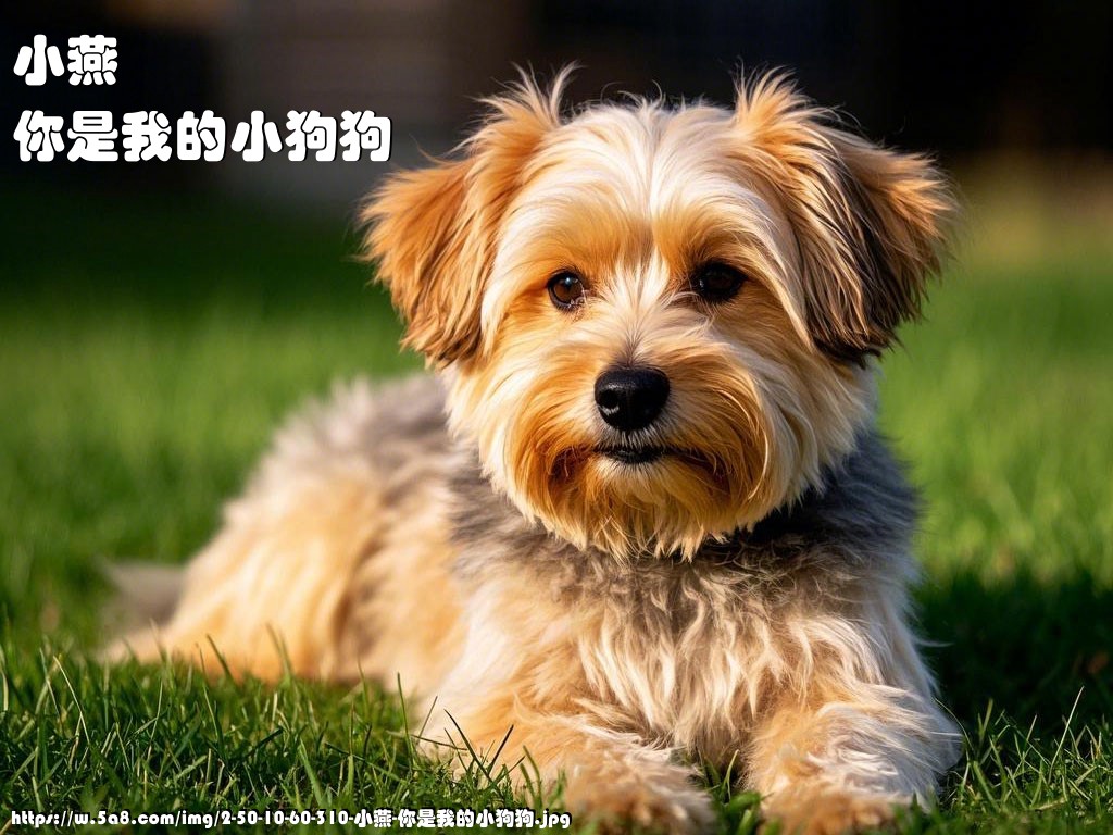小燕你是我的小狗狗搞笑图片