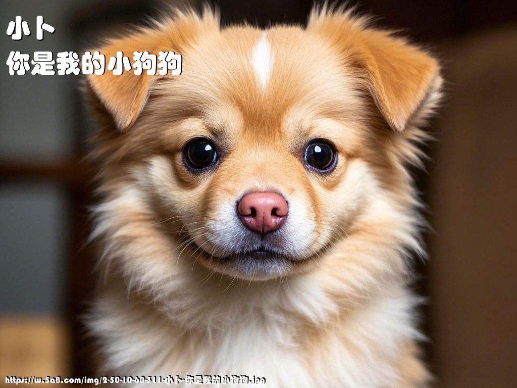 小卜你是我的小狗狗搞笑图片