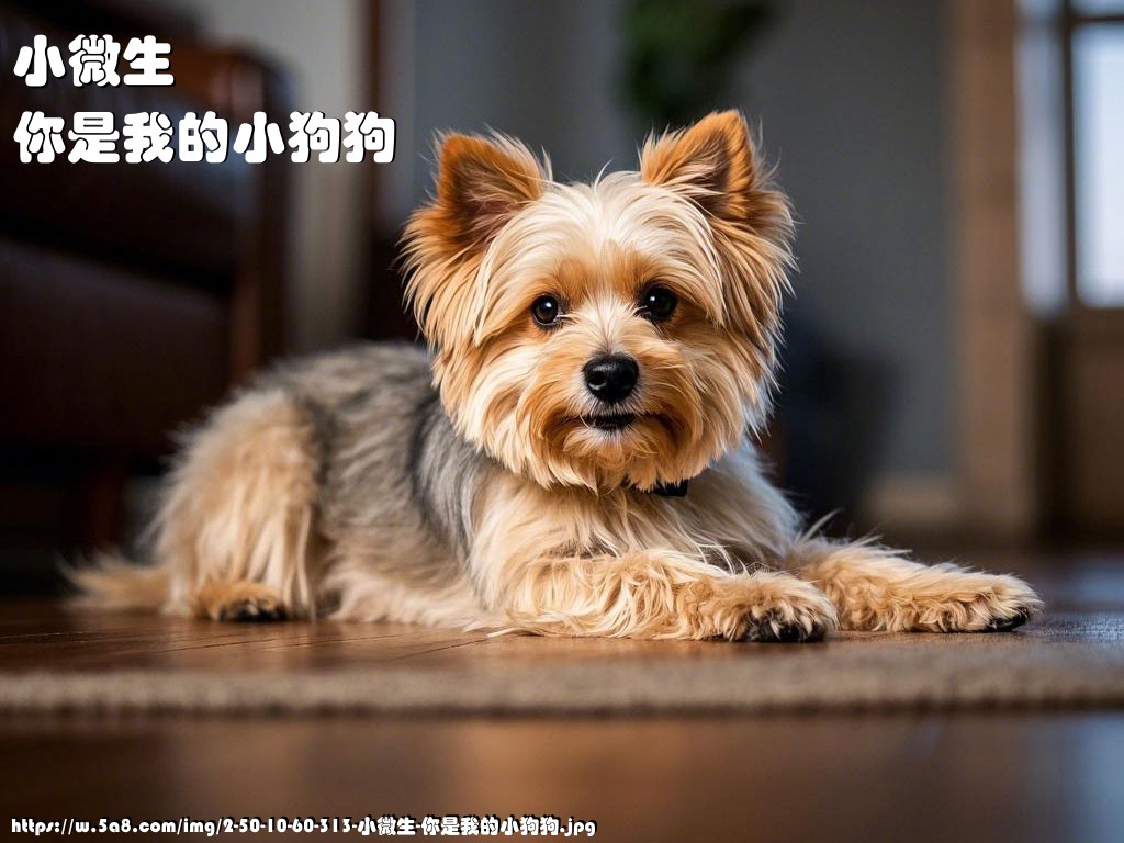 小微生你是我的小狗狗搞笑图片