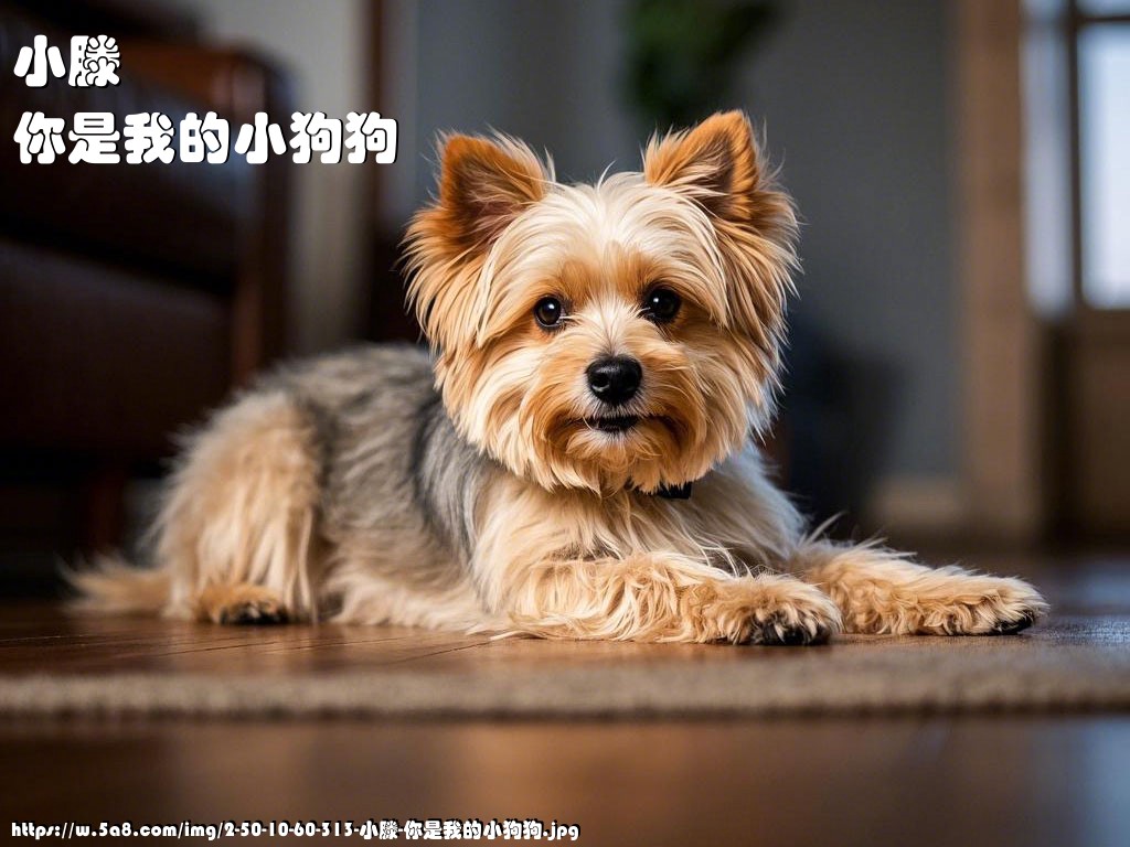 小滕你是我的小狗狗搞笑图片