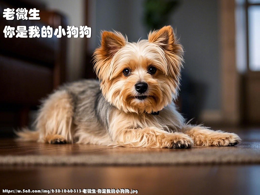 老微生你是我的小狗狗搞笑图片