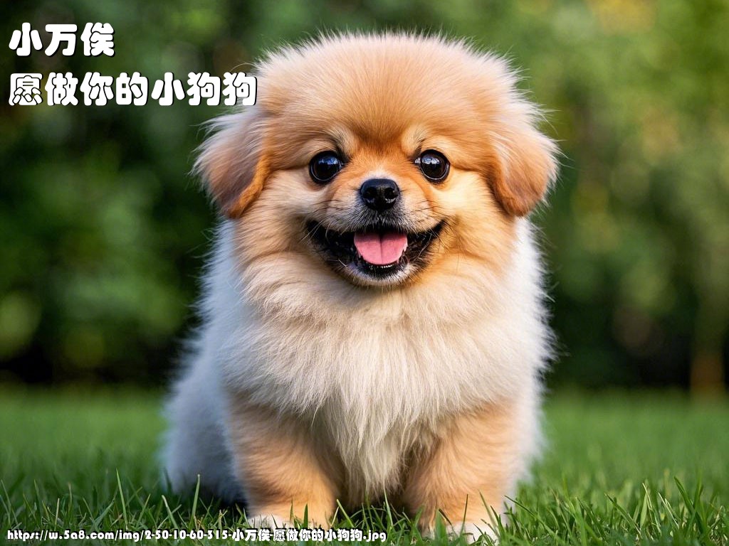 小万俟愿做你的小狗狗搞笑图片