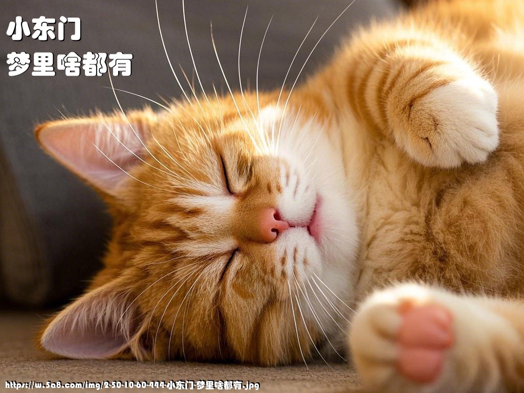 小东门梦里啥都有搞笑图片