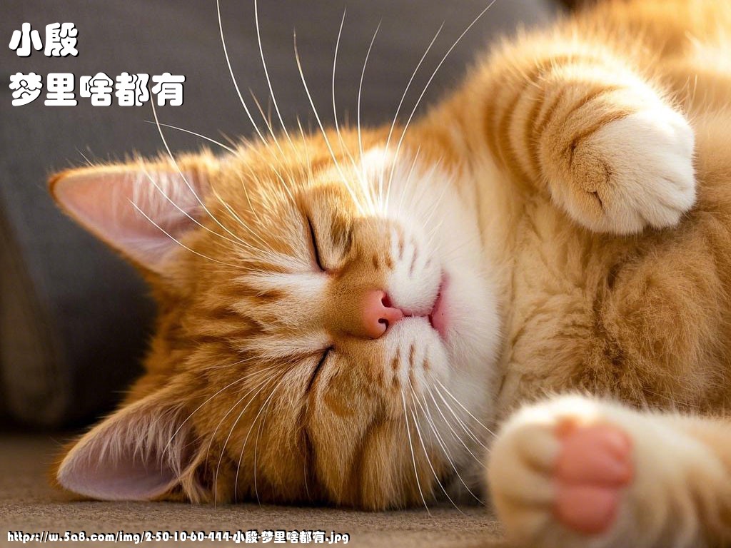 小殷梦里啥都有搞笑图片