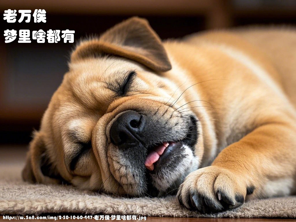 老万俟梦里啥都有搞笑图片