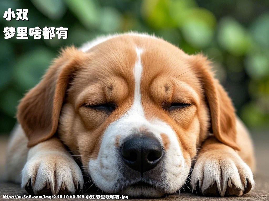 小双梦里啥都有搞笑图片