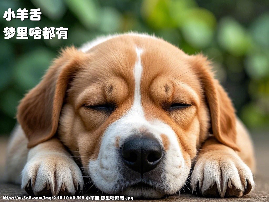 小羊舌梦里啥都有搞笑图片