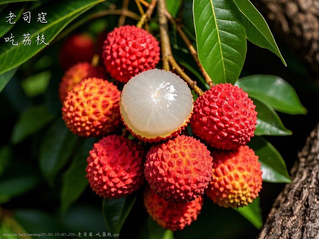 老司寇吃荔枝搞笑图片