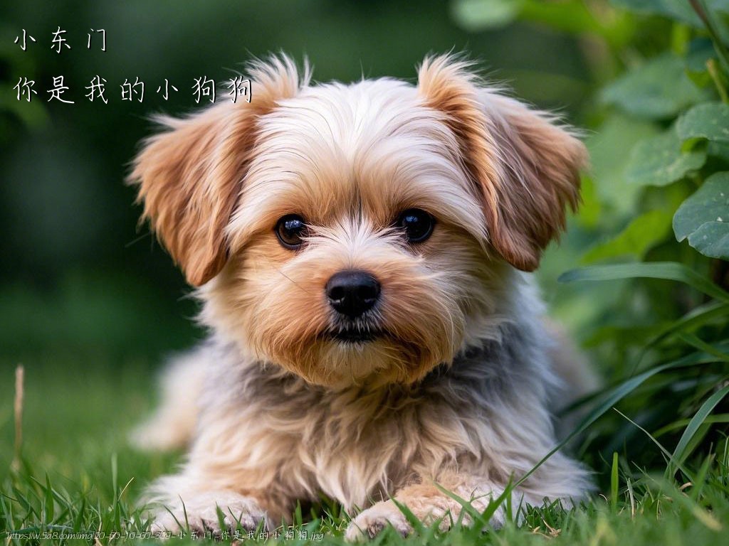 小东门你是我的小狗狗搞笑图片