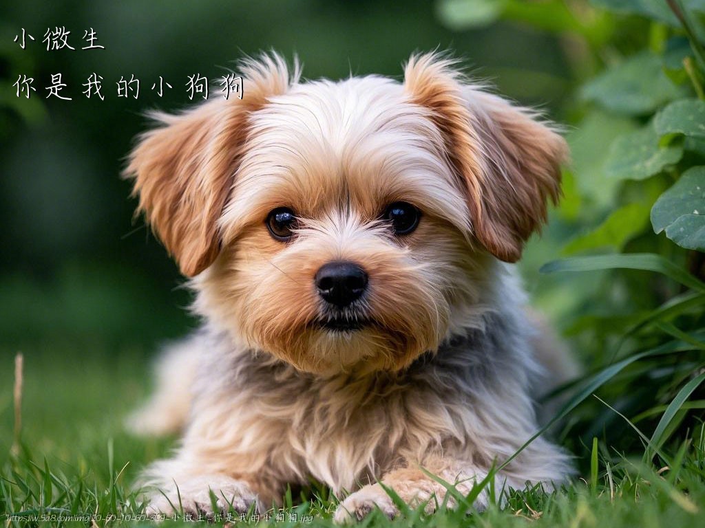 小微生你是我的小狗狗搞笑图片