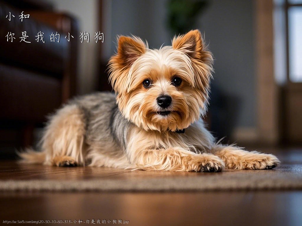 小和你是我的小狗狗搞笑图片
