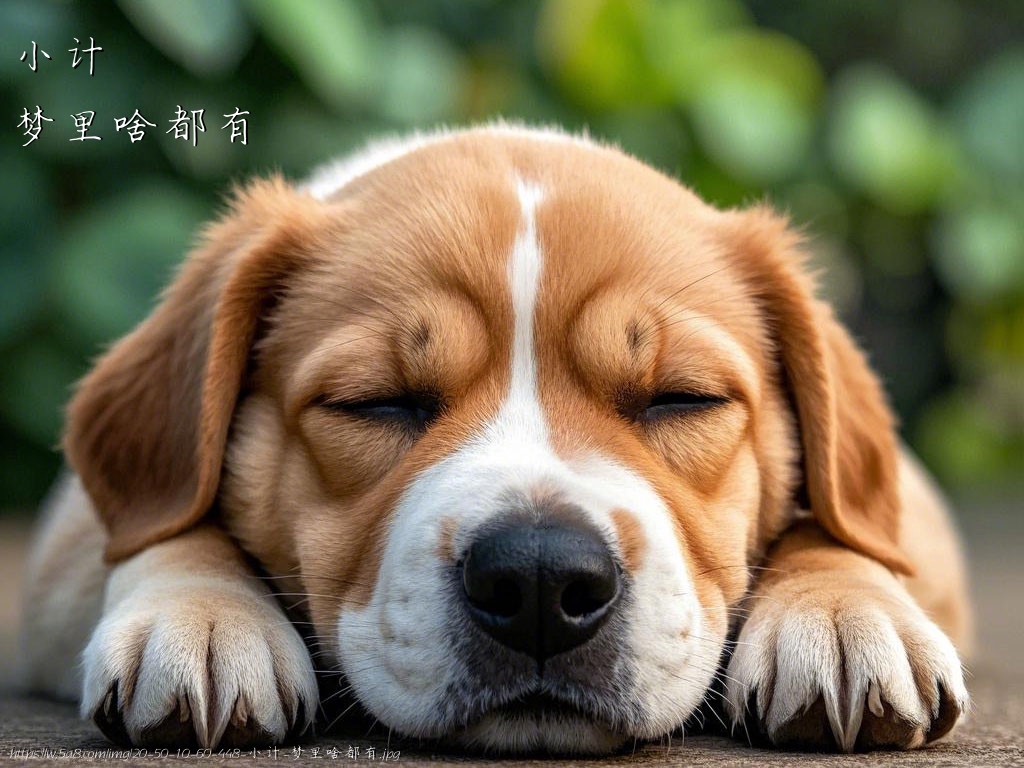 小计梦里啥都有搞笑图片