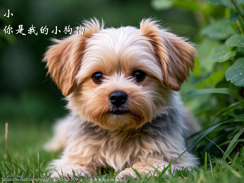 小欎你是我的小狗狗搞笑图片