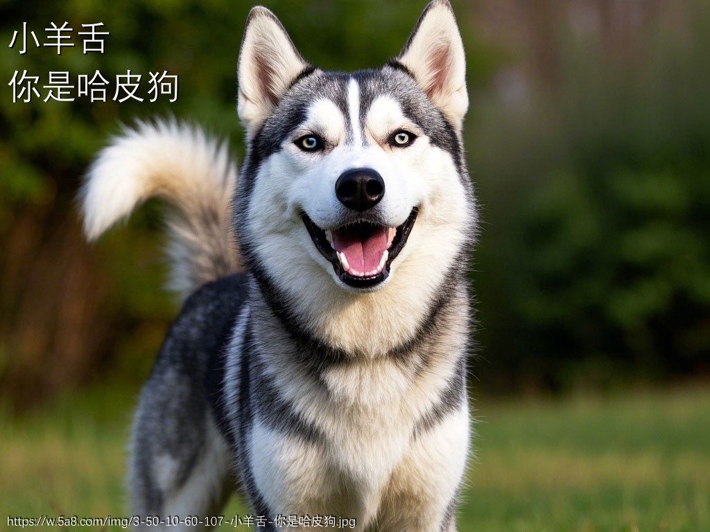 小羊舌你是哈皮狗搞笑图片