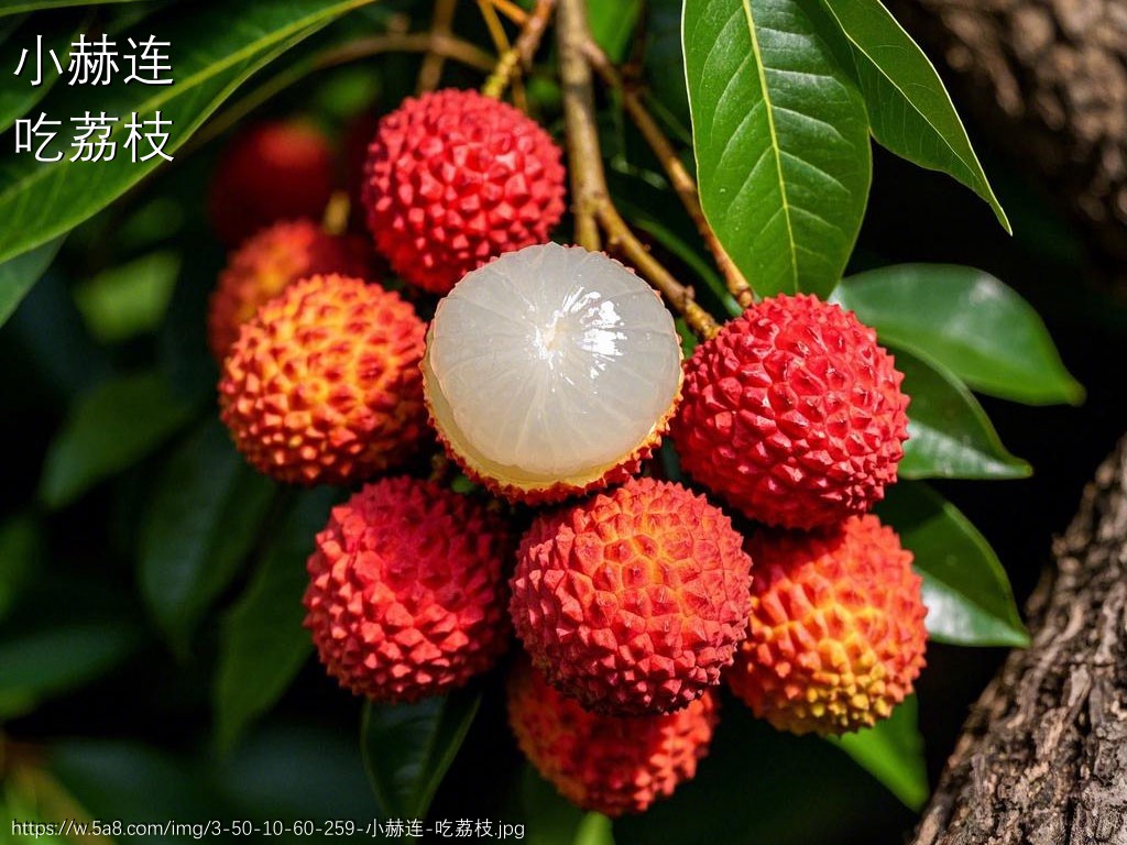 小赫连吃荔枝搞笑图片