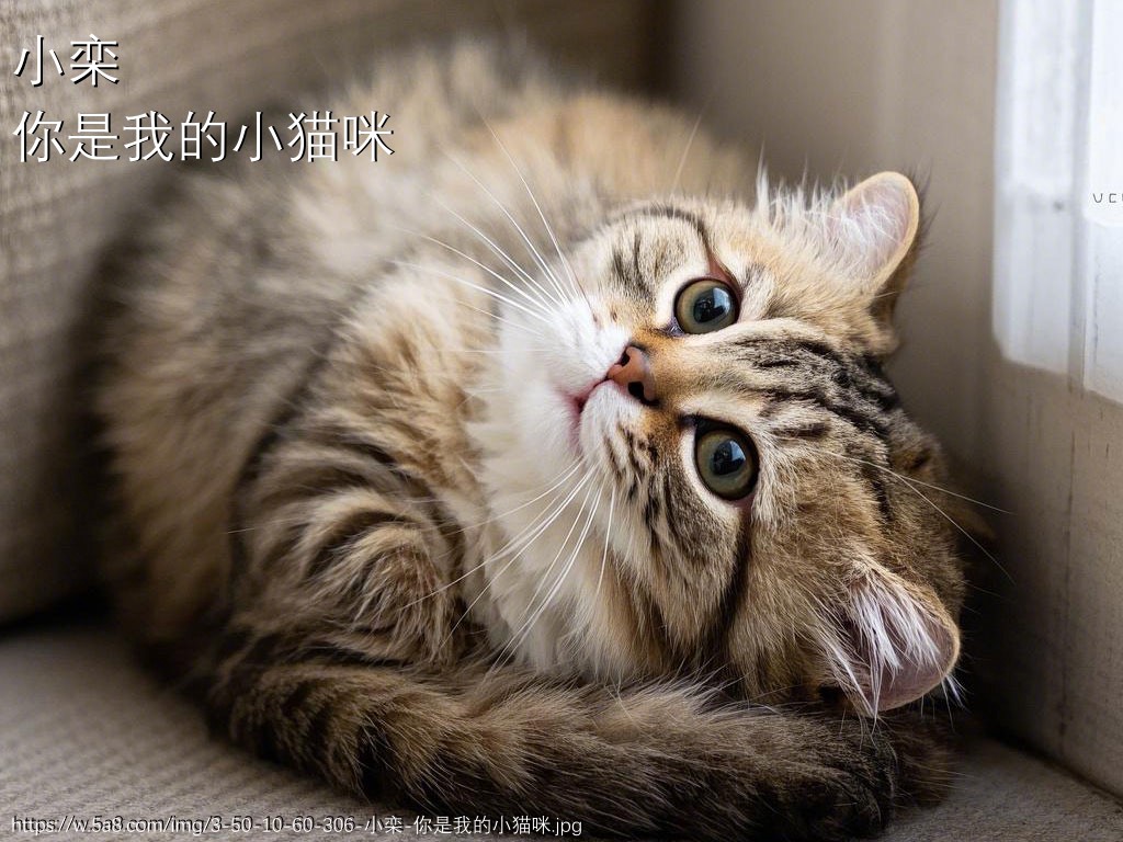 小栾你是我的小猫咪搞笑图片
