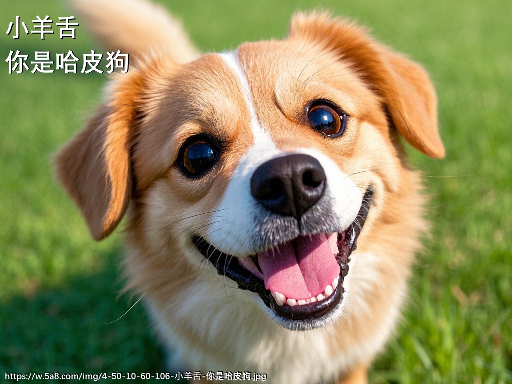 小羊舌你是哈皮狗搞笑图片